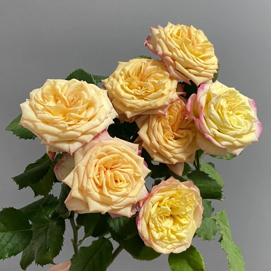 Yoga Trendsetter Rose Plant｜瑜伽潮流 image 0