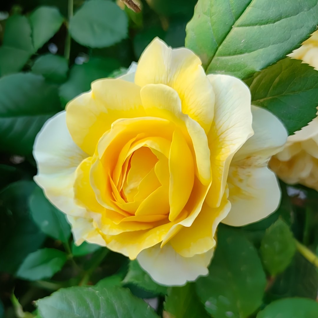 The Poet's Wife Rose Plant | 诗人的妻子 image 1