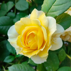 The Poet's Wife Rose Plant | 诗人的妻子 image 1