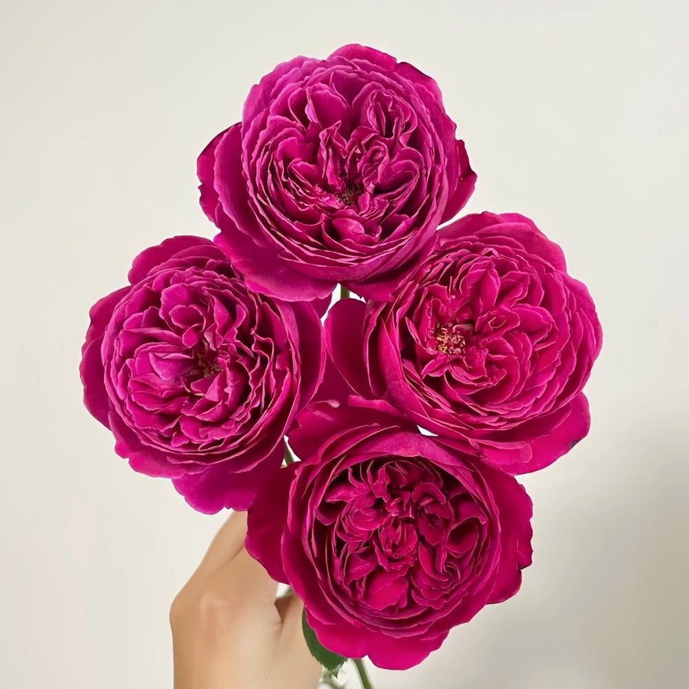 Cantina Rose Plant | 伊芙酒窖 image 3