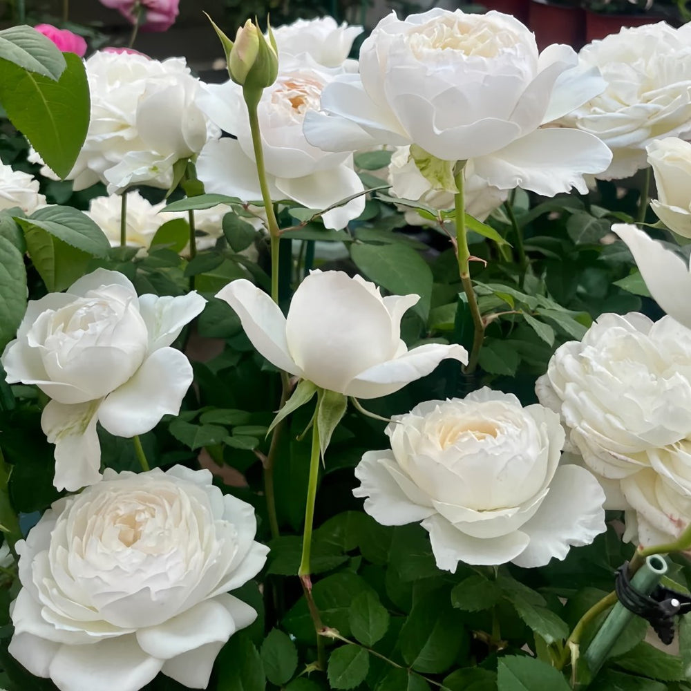 Princess Miyuki Rose Plant｜美雪公主 image 4