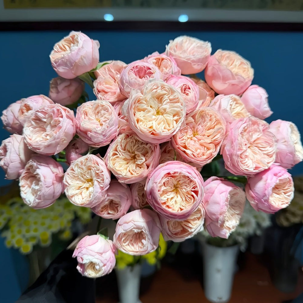 Royal Romance Rose Plant｜皇家浪漫 image 0
