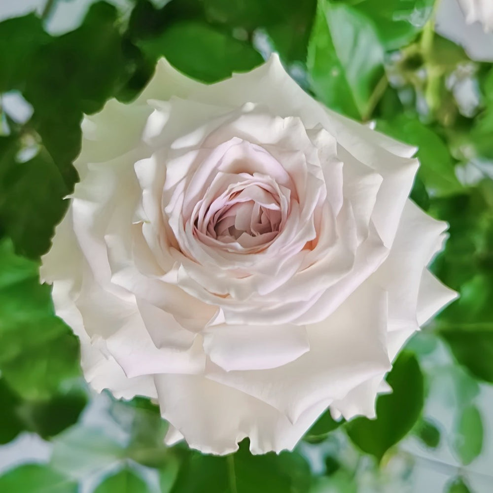Silver Rain Rose Plant|银雨 image 7