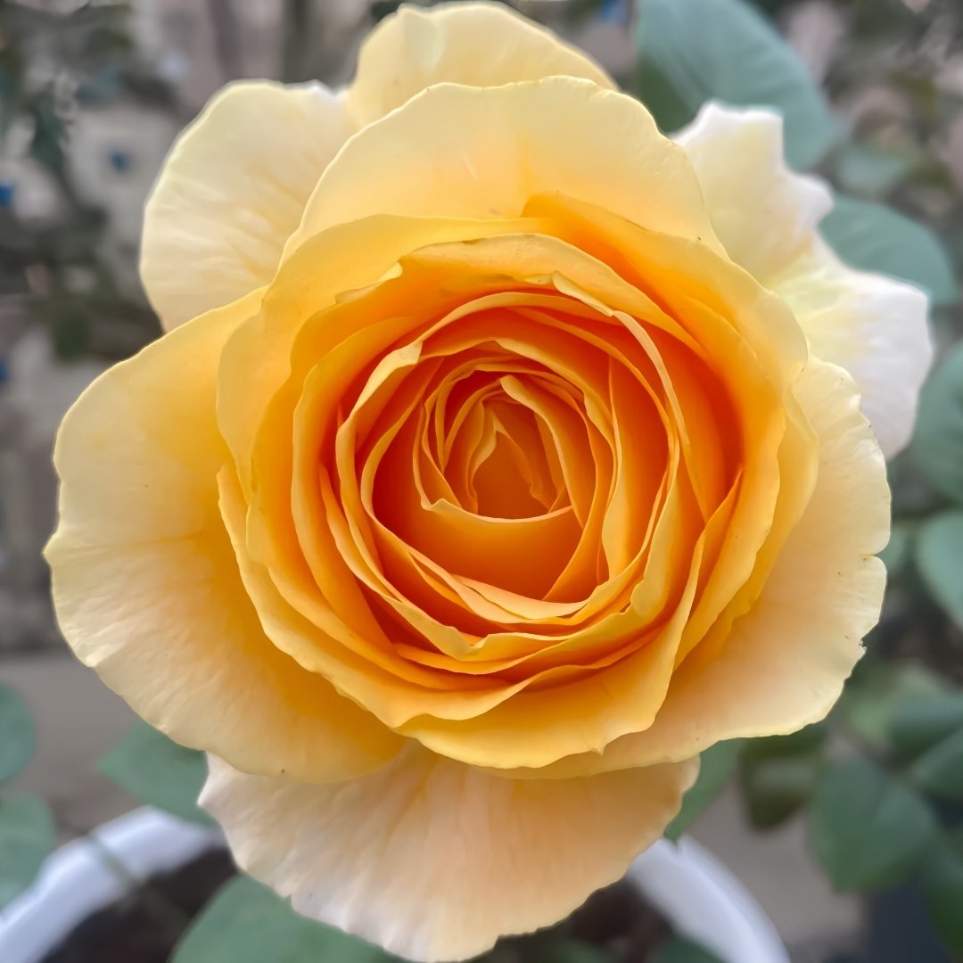Candle light Rose Plant | 烛光 image 0
