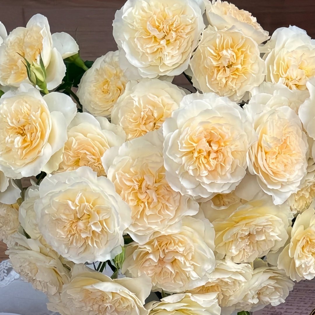 Eugenie Rose Plant｜尤金妮 image 9