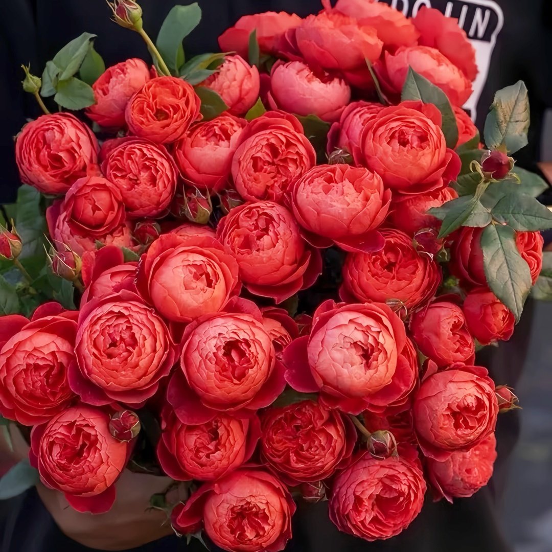Cinnabar Bowl Rose Plant|朱砂碗 image 9