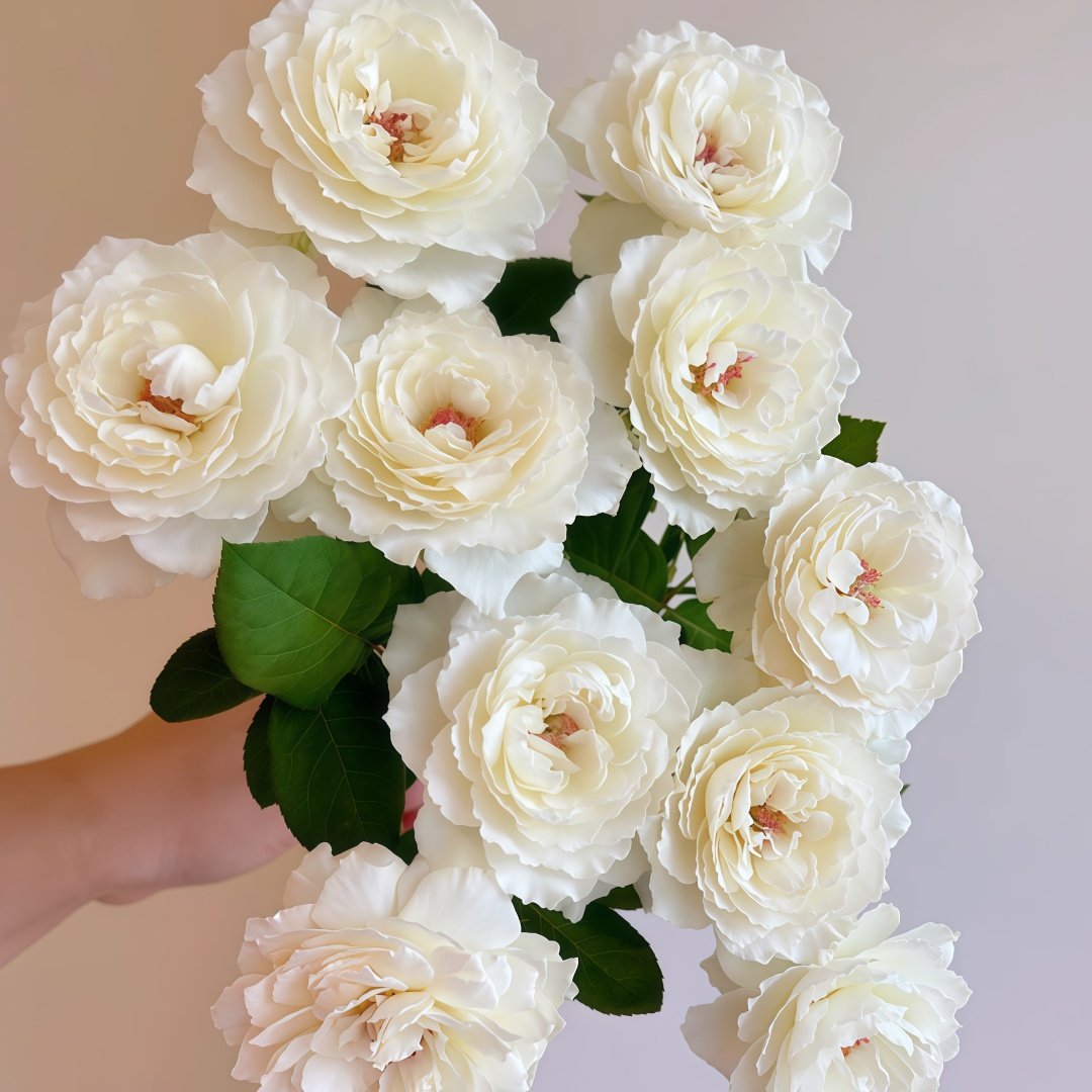 Princess Miyuki Rose Plant｜美雪公主 image 2