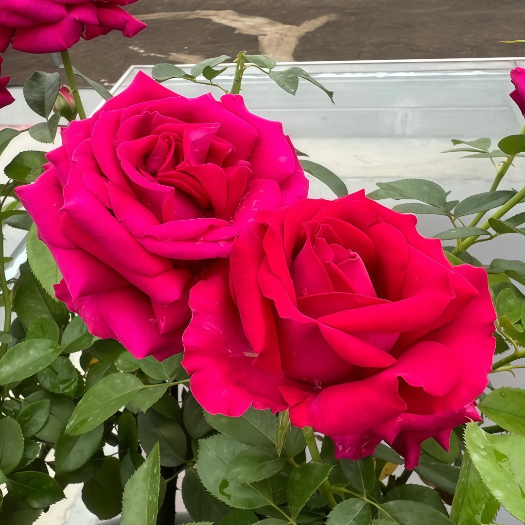 Belles Rives Rose Plant｜美人丽芙 image 5