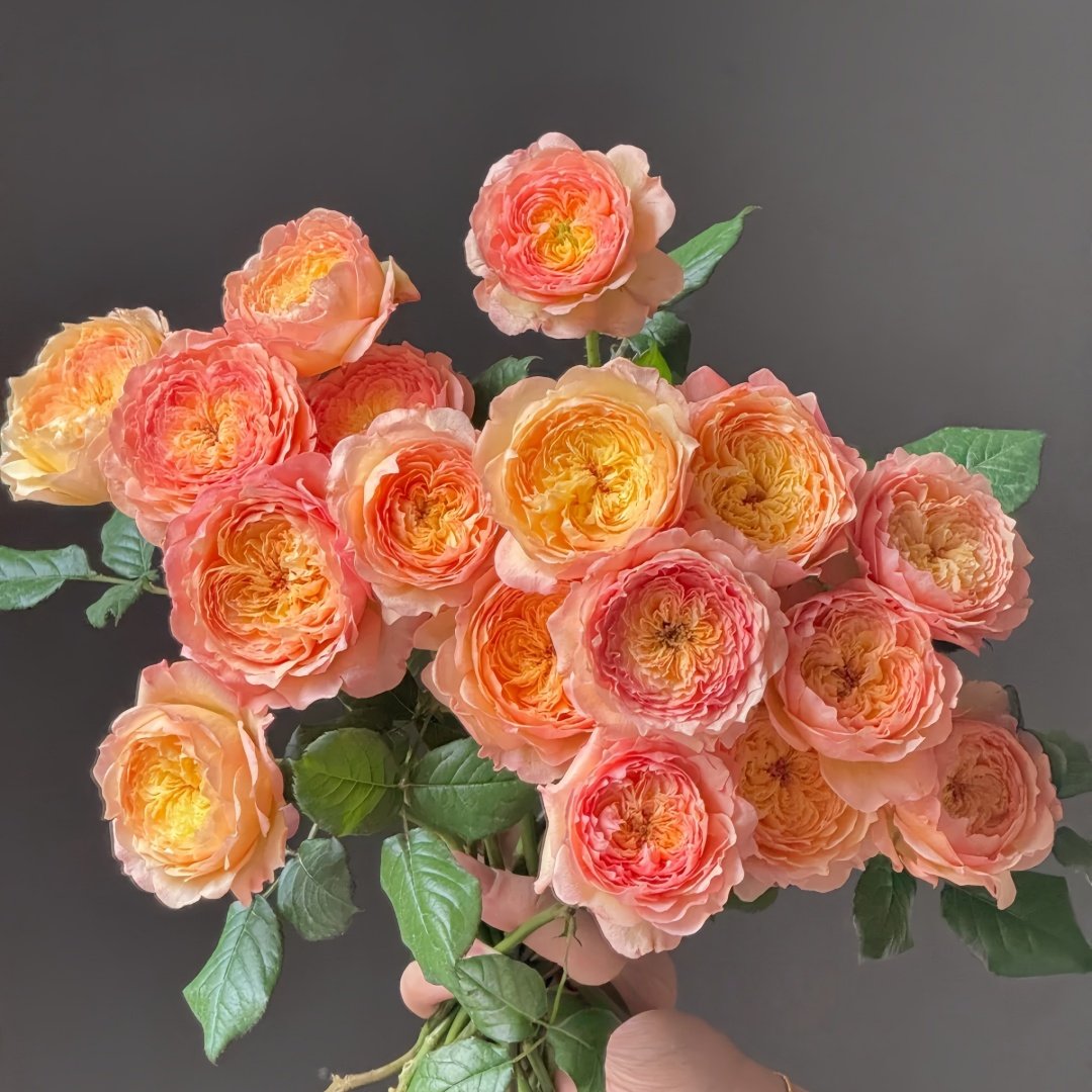 Apricot Fat Rose Plant|杏子肥 image 9
