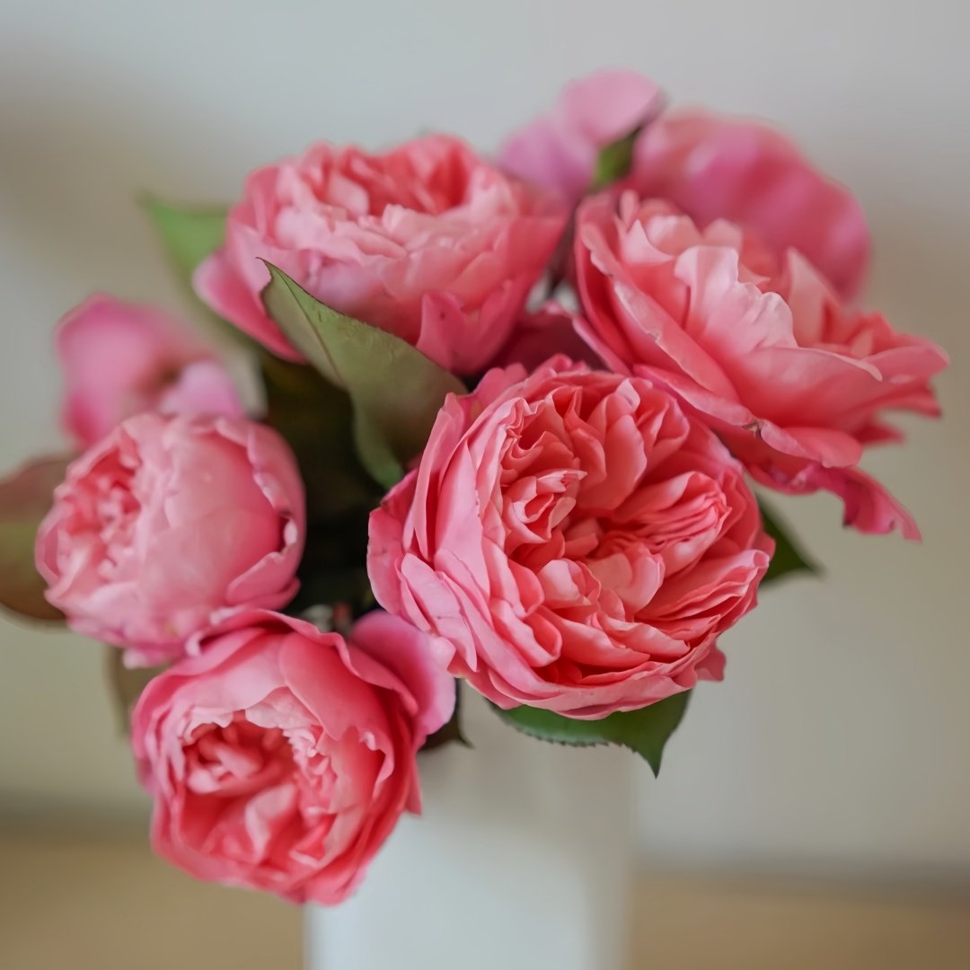 Pheobe Rose Plant| 菲比 image 5