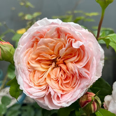 Domaine de Chantilly Rose Plant ｜玫瑰香橙 image 2