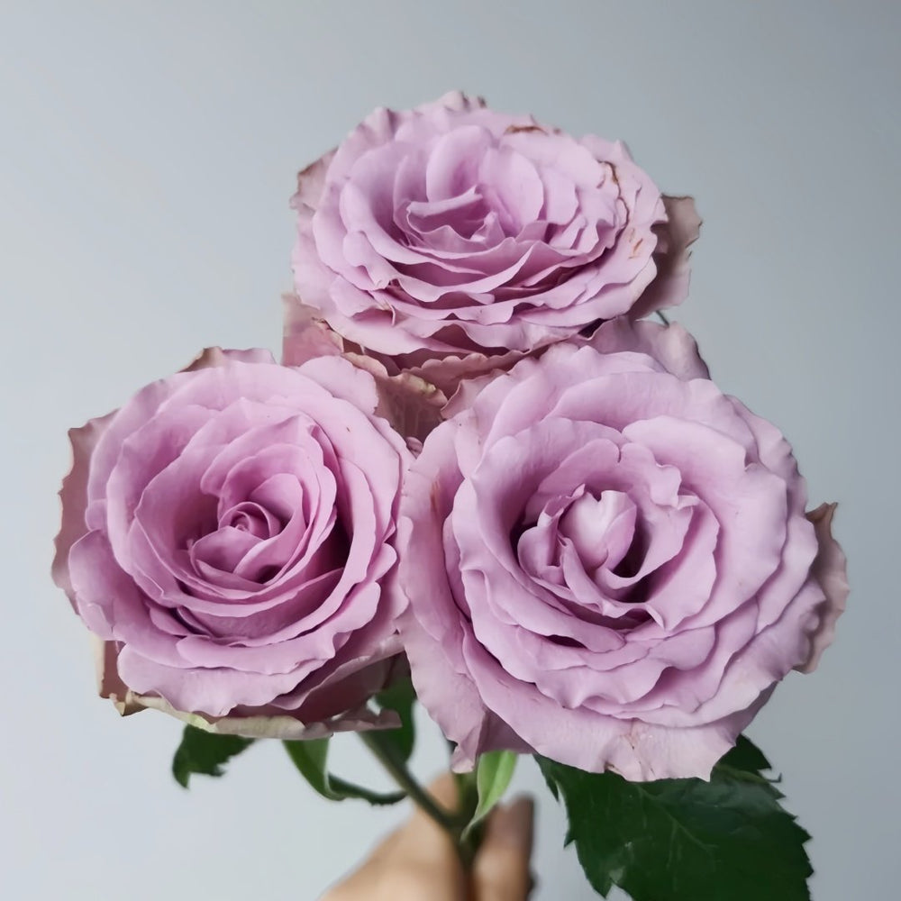 Grey Knights Rose Plant｜灰骑士 image 2