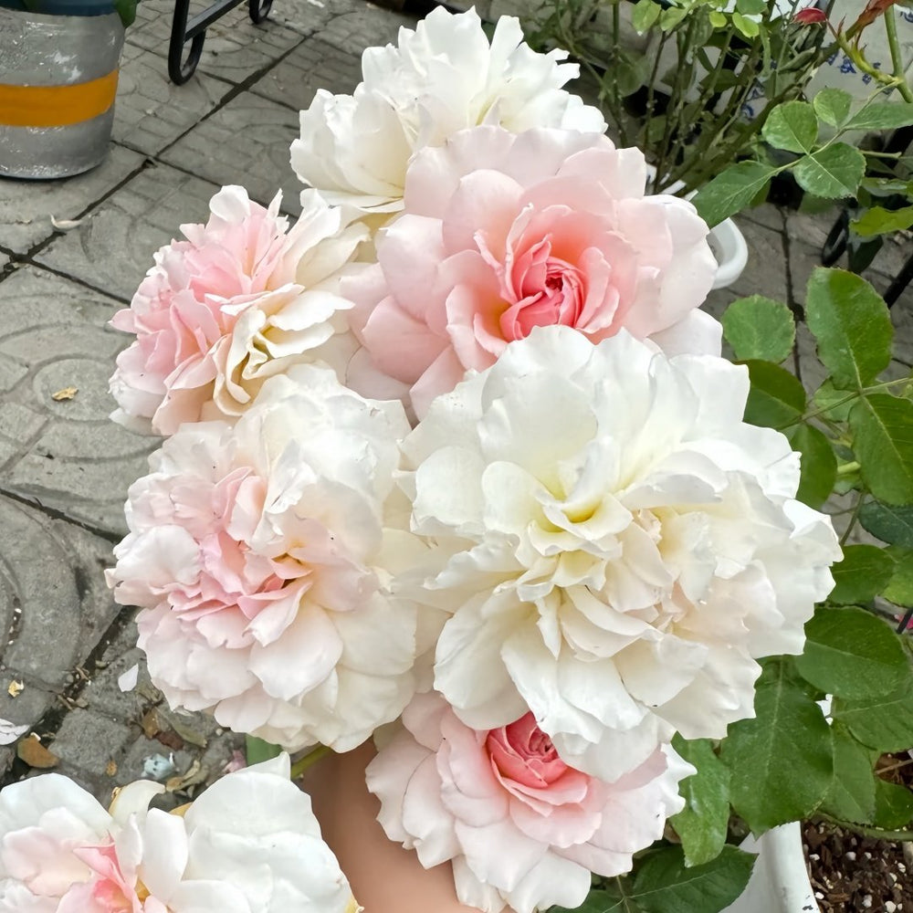 Chou Chou Rose Plant｜闪闪发光 image 8