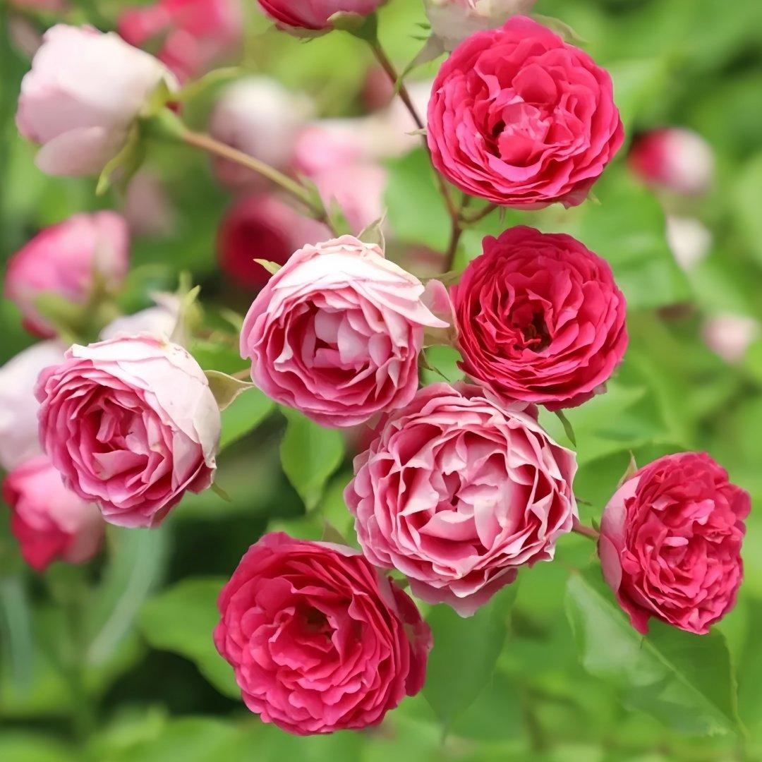 Rouge Rose Plant｜胭脂扣 image 3