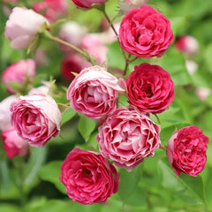 Rouge Rose Plant｜胭脂扣 image 3