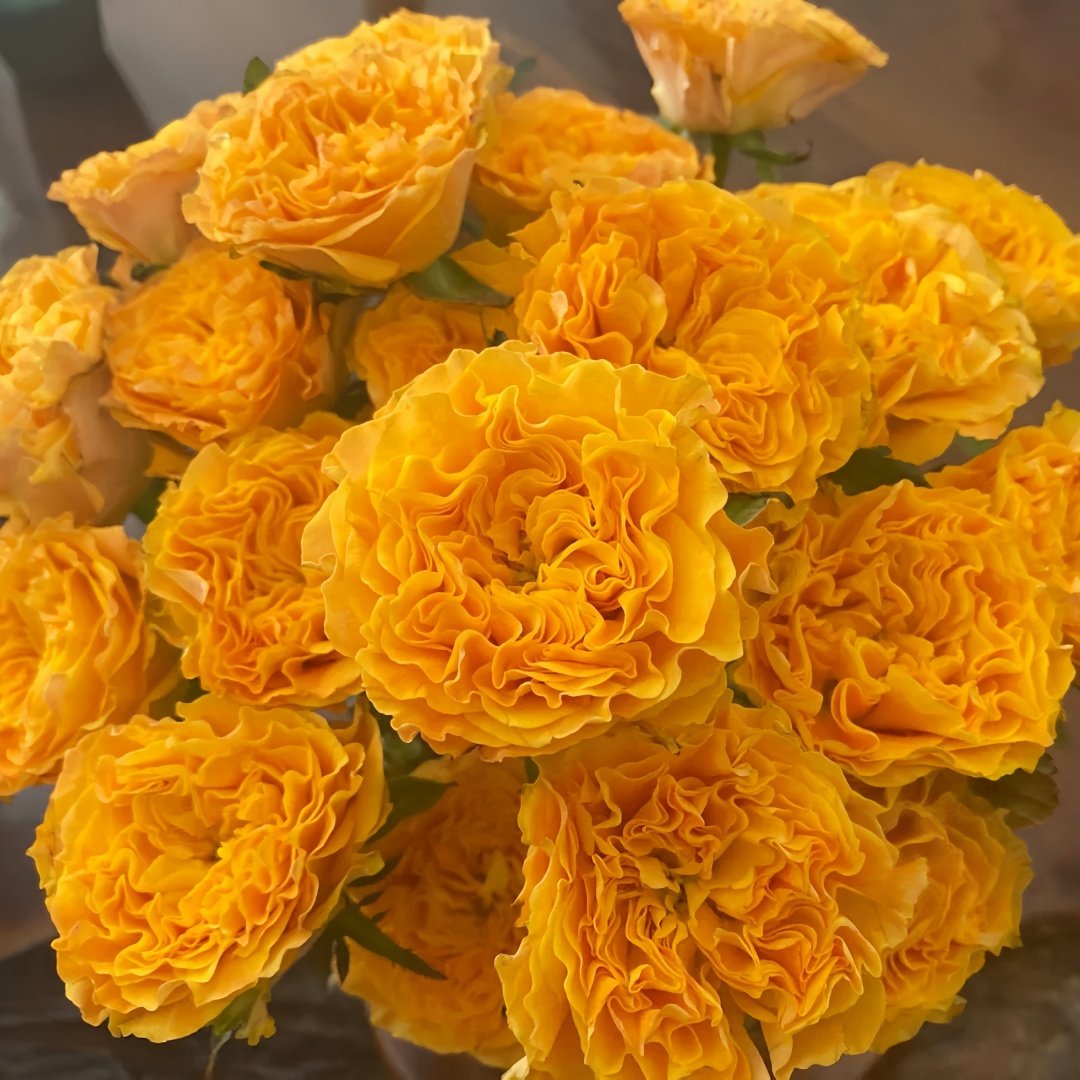 Orange Reeva Rose Plant|橙色风暴 image 7
