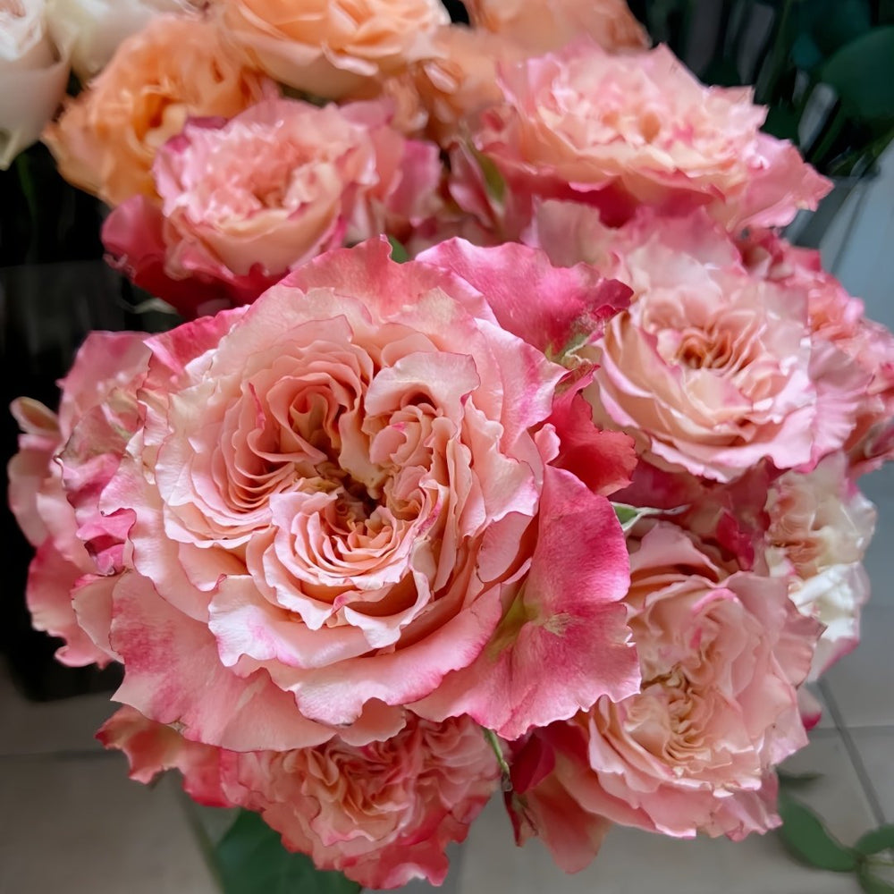 Country Spirit Louise Rose Plant｜乡村路易斯 image 8