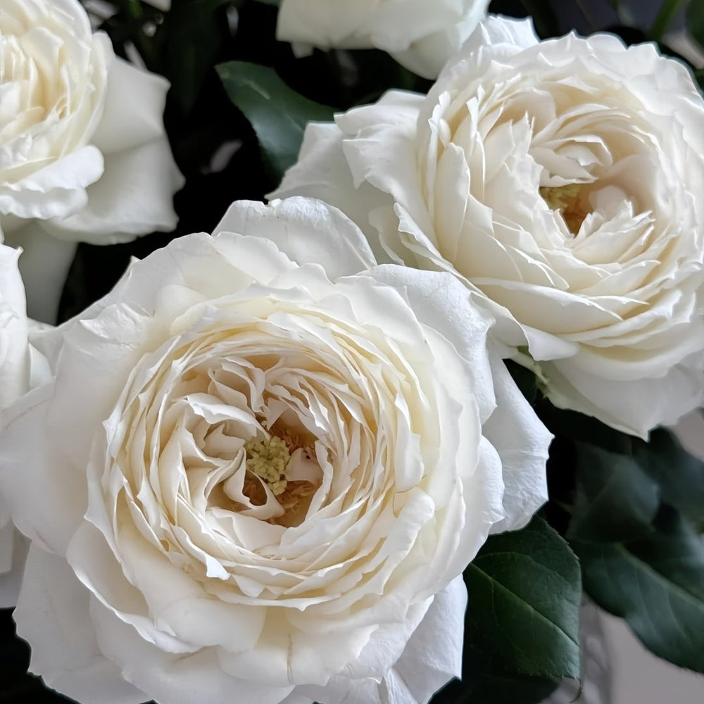 Snowball Forever Rose Plant|永恒之雪 image 4