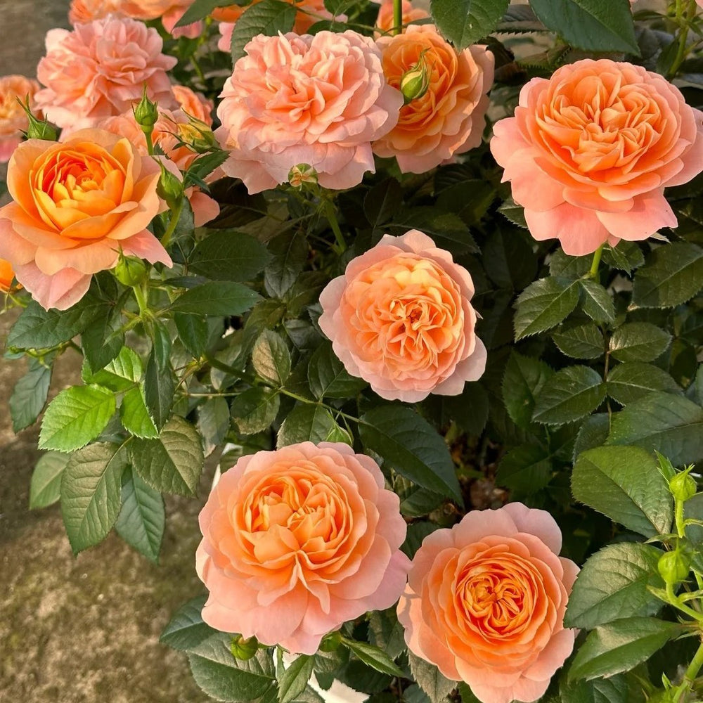 Juicy Terrazza Rose Plant|果汁阳台 image 7