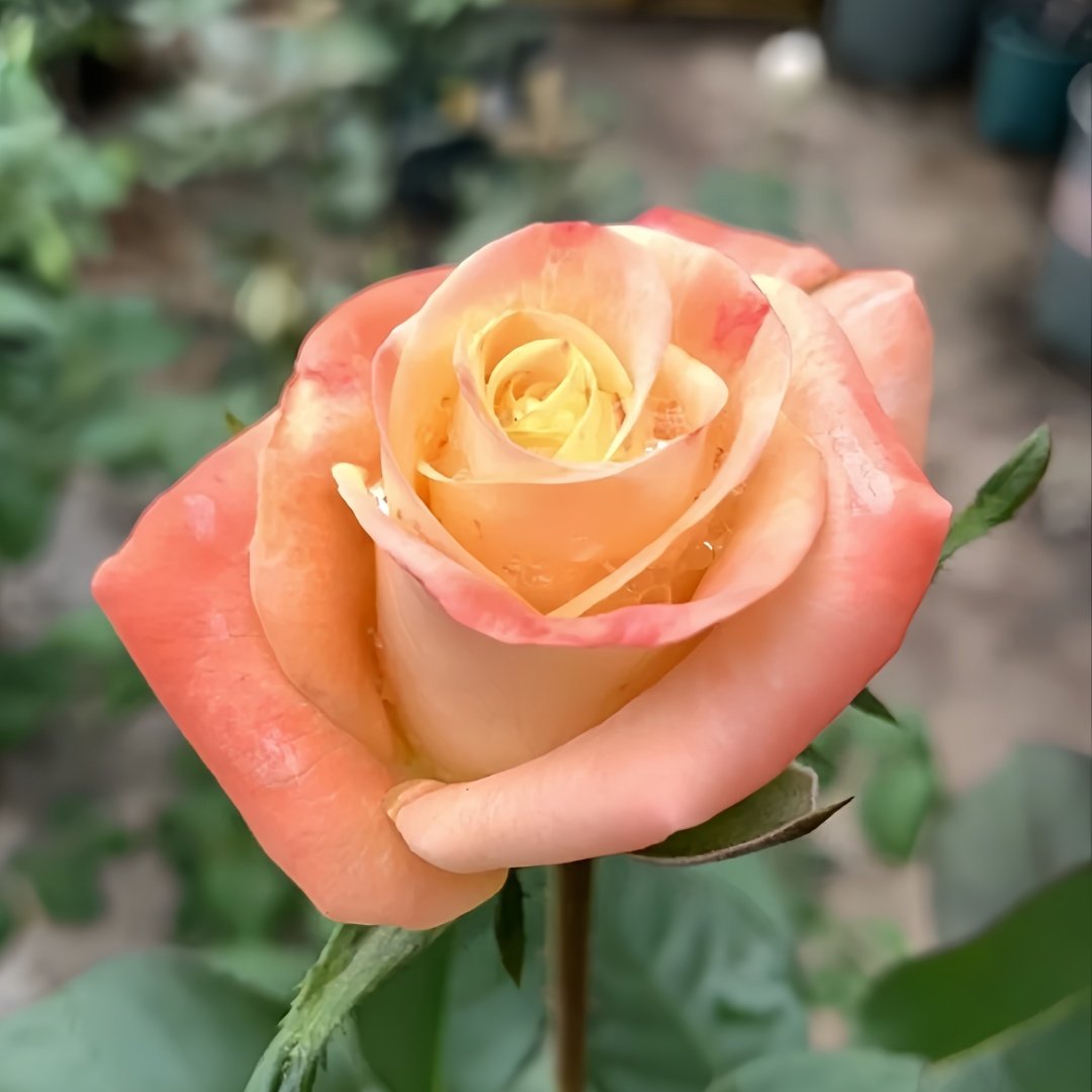 Florida Rose Plant｜佛罗里达 image 4