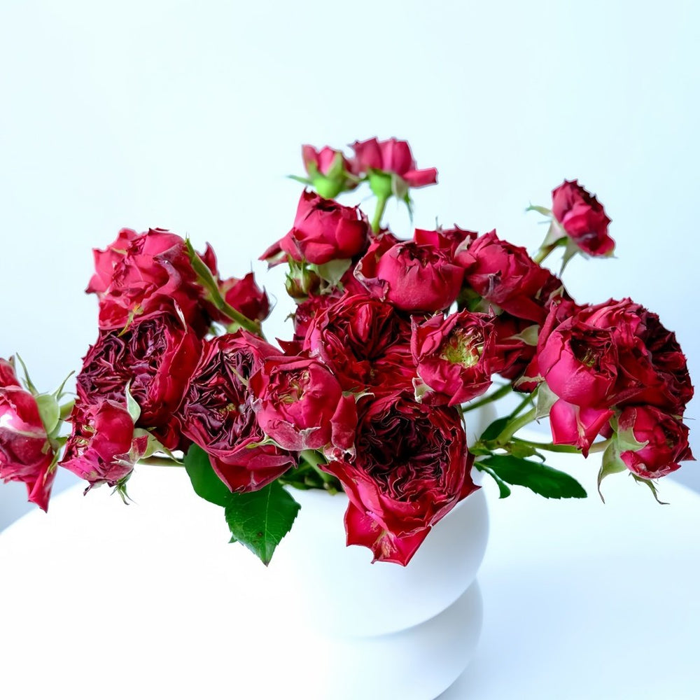 Frozen Summerhouse Rose Plant|冰雪山庄 image 4