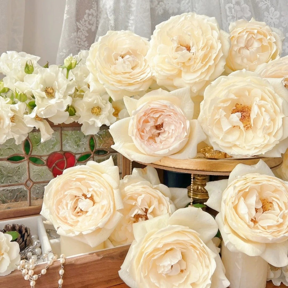 Cream Yves Piaget Rose Plant | 奶油伊芙伯爵 image 10