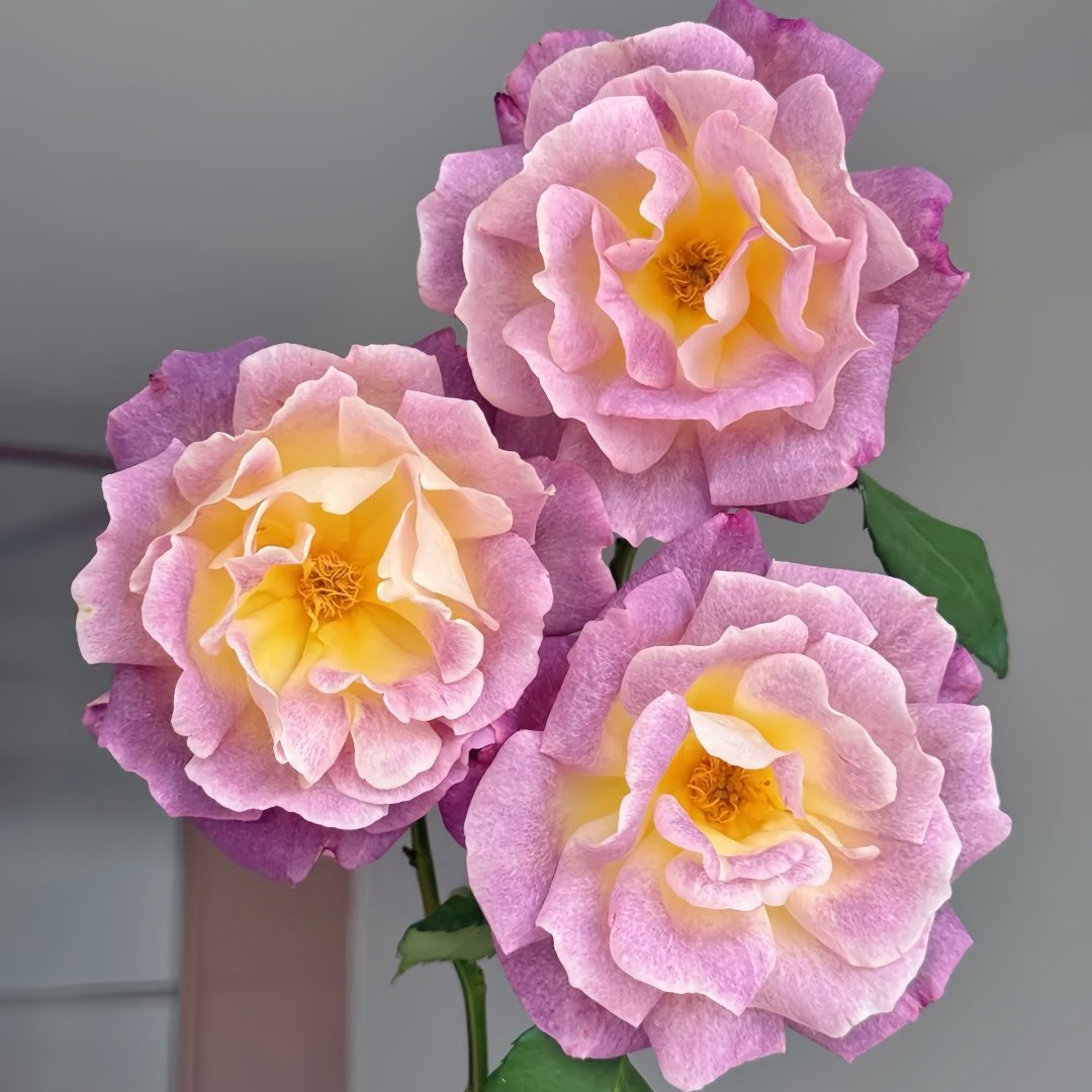Diablesse de Mers Rose Plant|恶魔的海洋 image 5