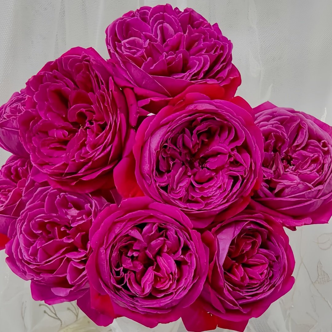 Cantina Rose Plant | 伊芙酒窖 image 0