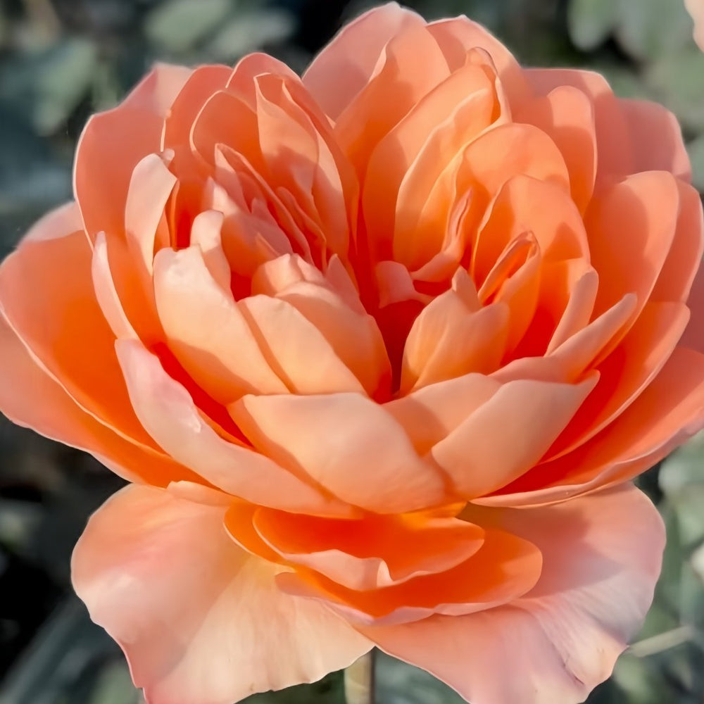 Dragonfly Rose Plant|蜻蜓/飞龙在天 image 3