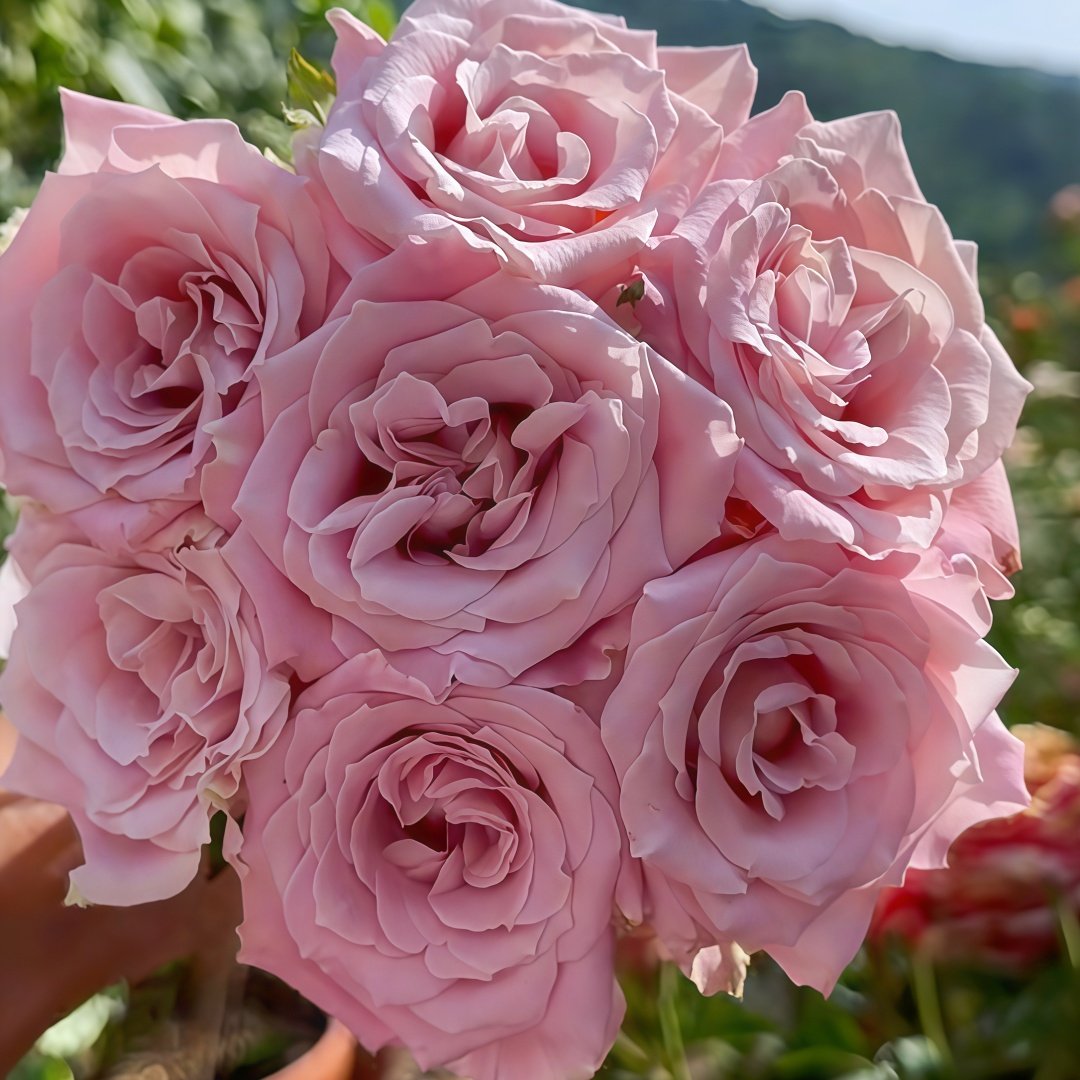 Faith Rose Plant｜信仰 image 5