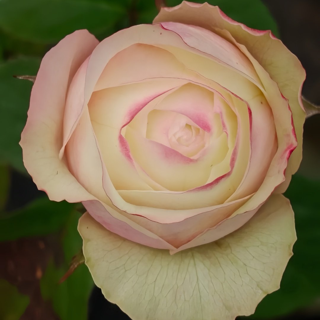 Swan Grace Rose Plant|优雅天鹅 image 5