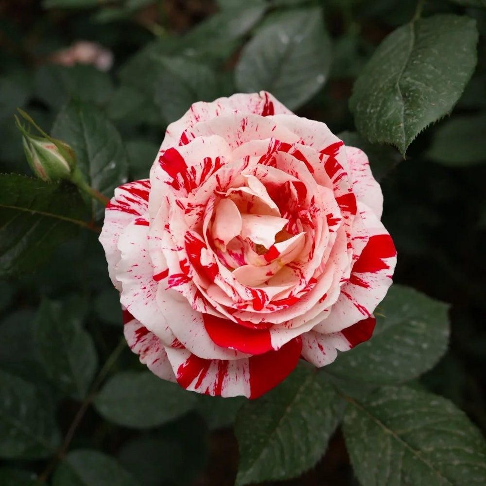 Scentimental Rose Plant | 说愁 image 5