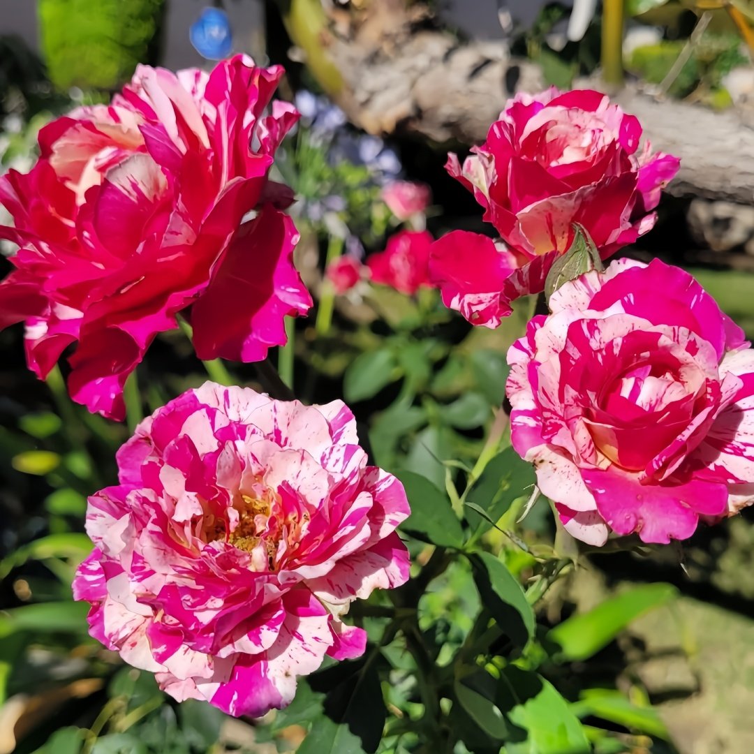 Maurice Utrillo Rose Plant｜莫里斯•尤特里罗 image 4