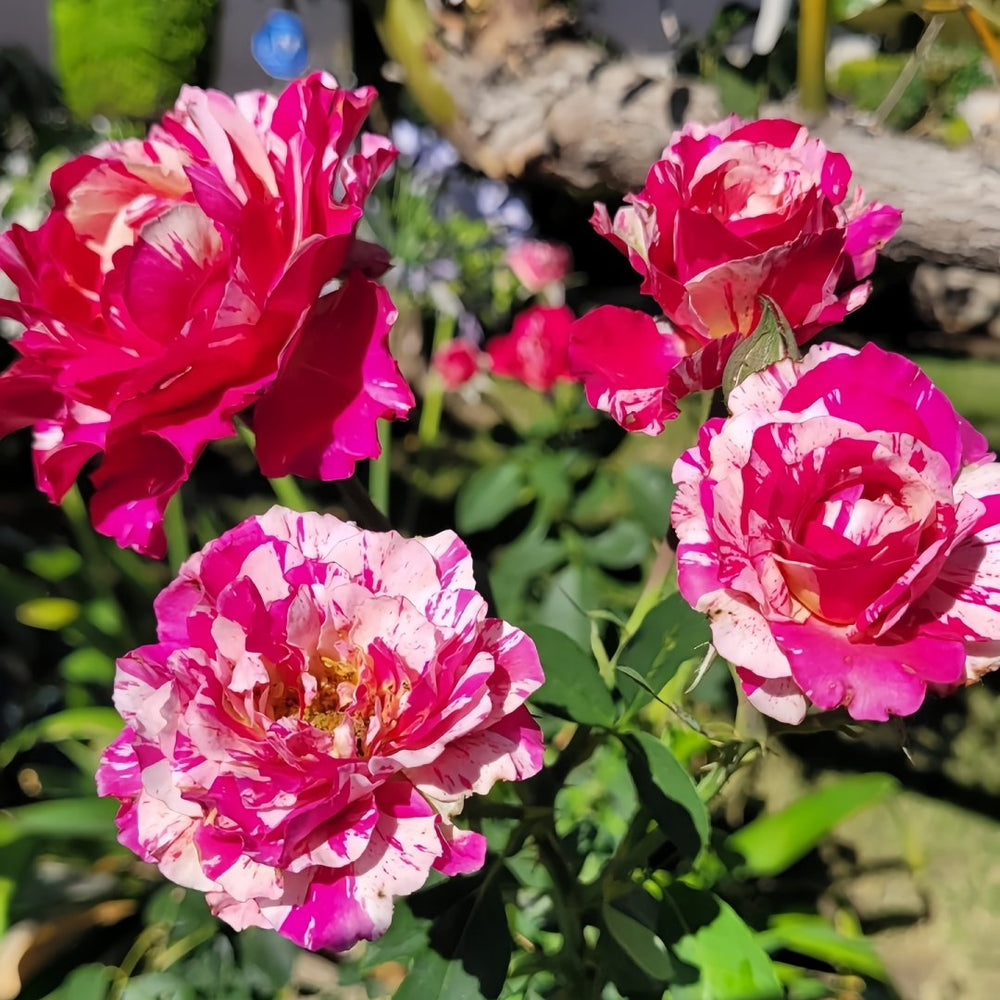 Maurice Utrillo Rose Plant｜莫里斯•尤特里罗 image 4