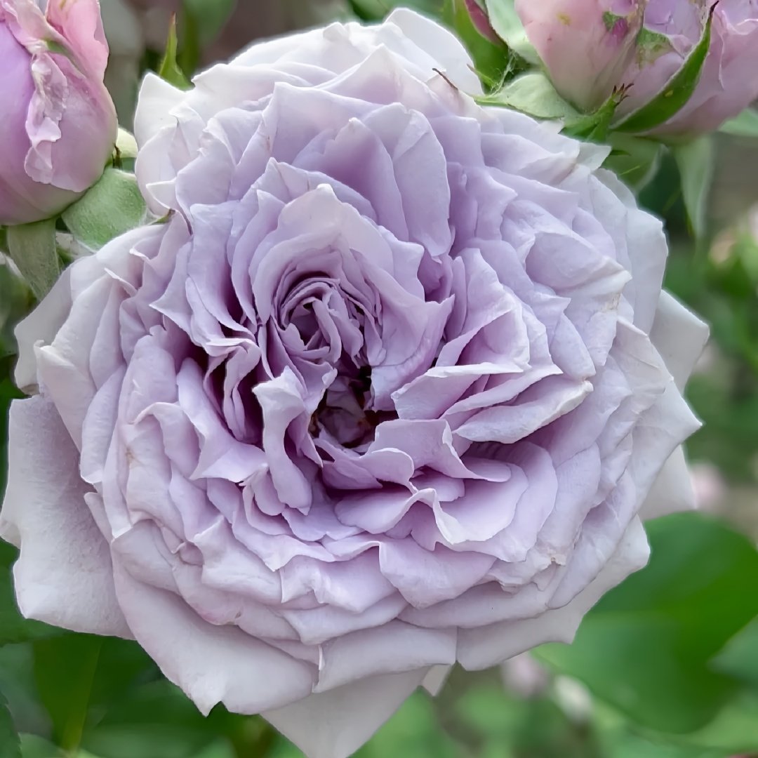 Colin Craven Rose Plant｜柯林克莱文 image 4