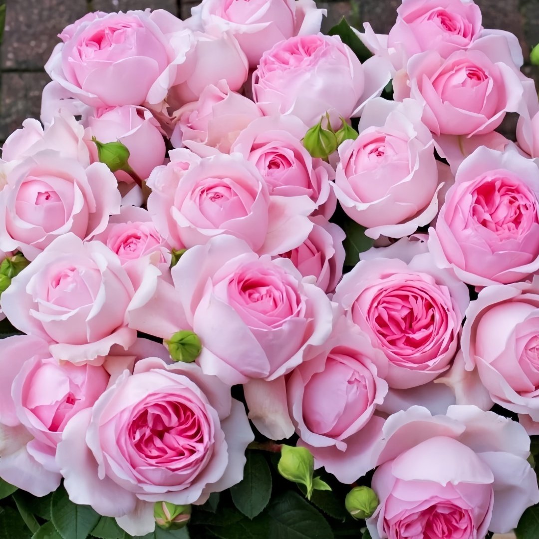 Wellenspiel Rose Plant|仙女泉 image 9