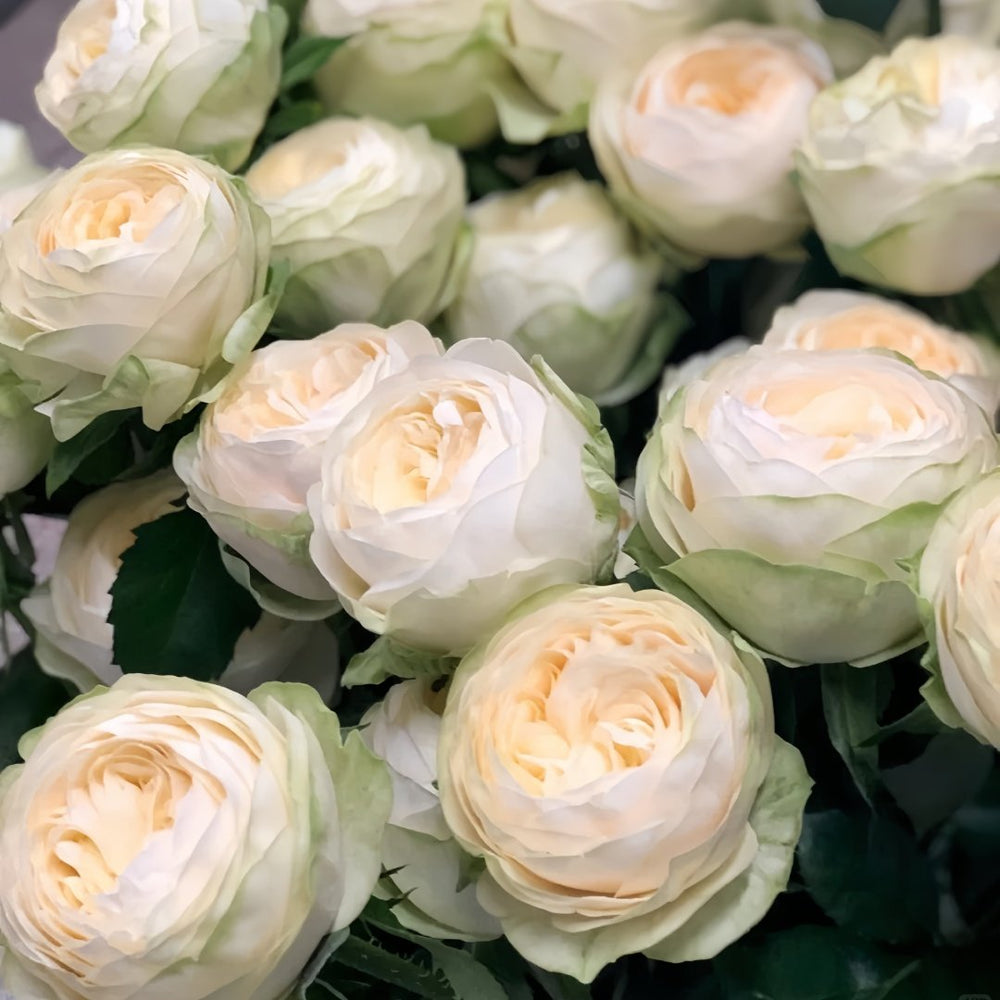 Pure blond Rose Plant｜金发碧眼 image 5