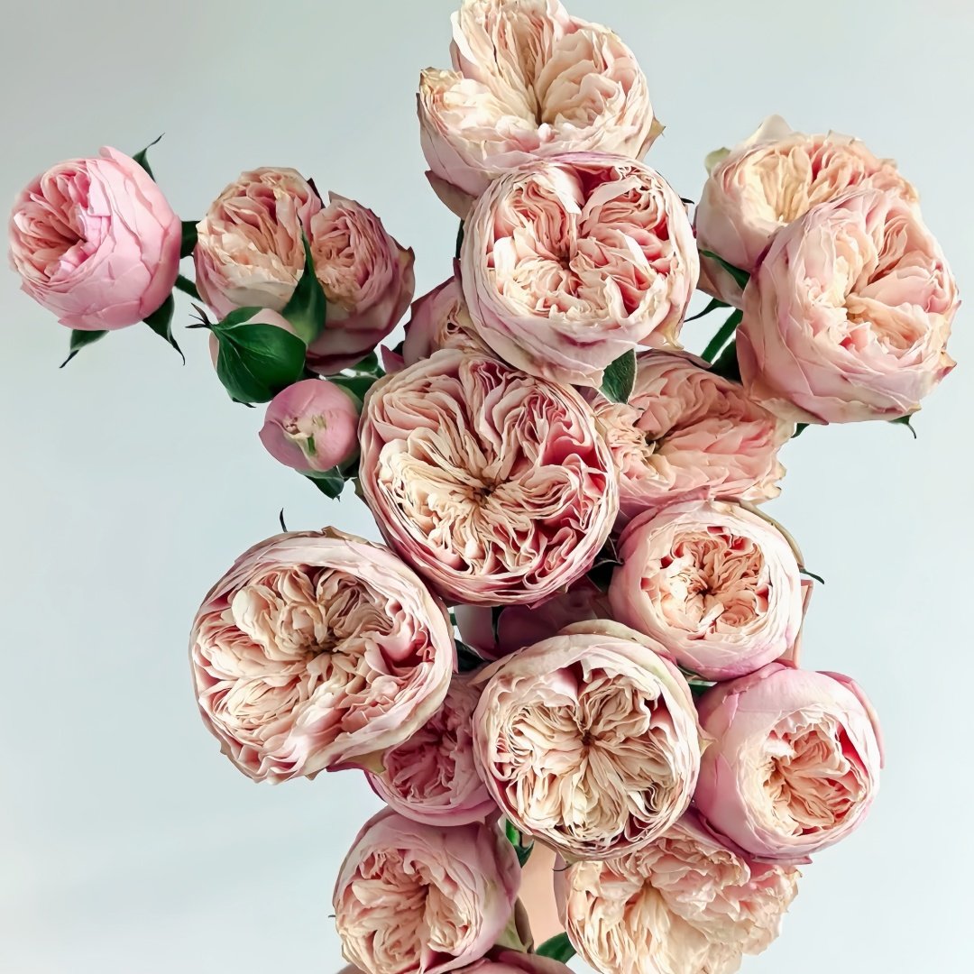 Royal Blush Rose Plant|皇家腮红 image 5