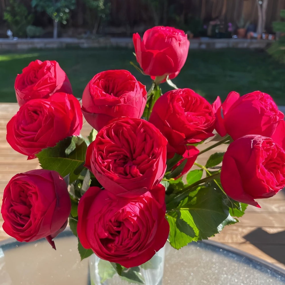 Piano Rose Plant| 红钢琴 image 9