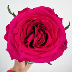 Good Vibes Rose Plant|好感觉/氛围感 image 1