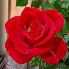 Terrazza Pisce Rose Plant｜双鱼座阳台 image 1