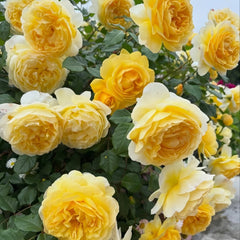 The Poet's Wife Rose Plant | 诗人的妻子 image 3