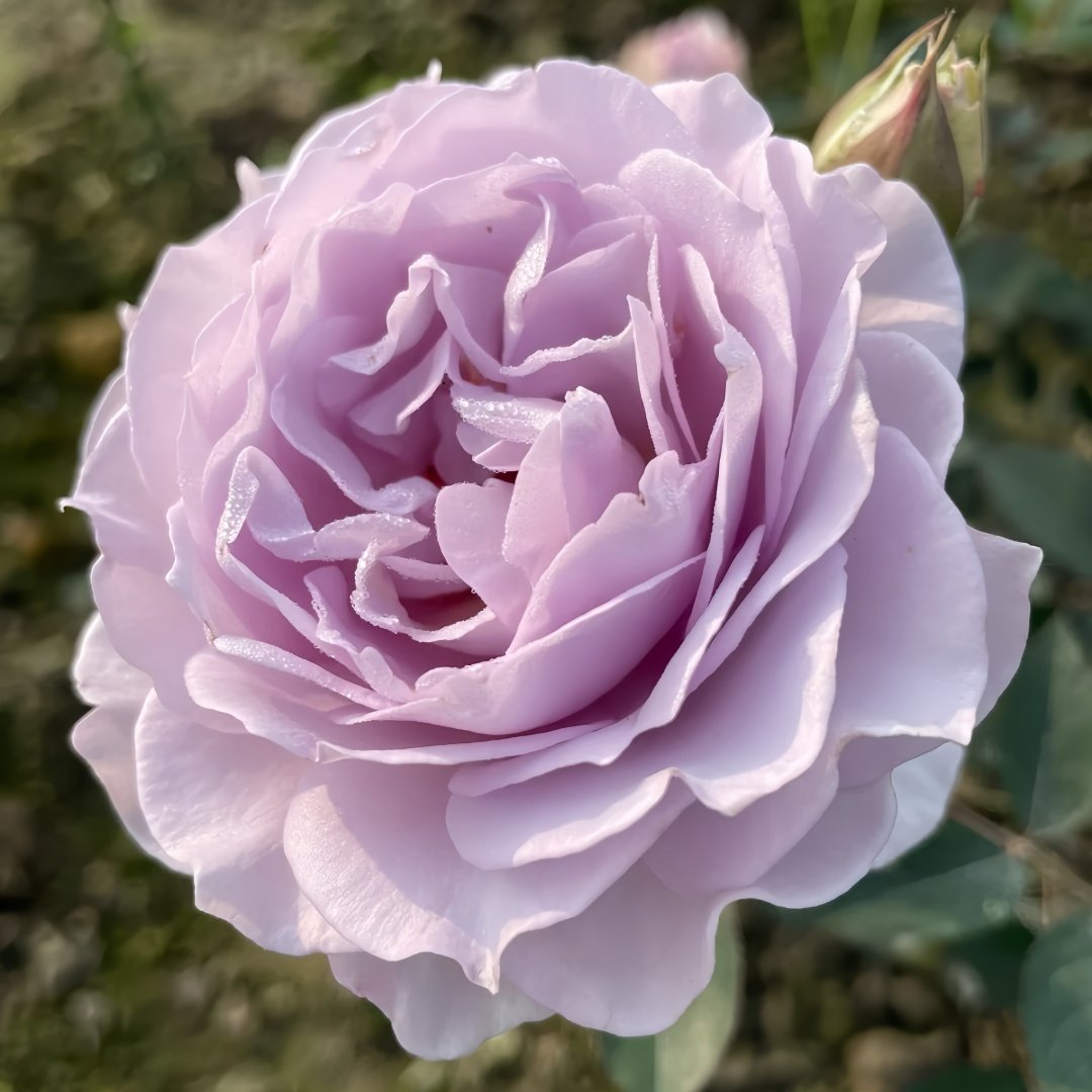 Qise rose plant｜霁色 image 3