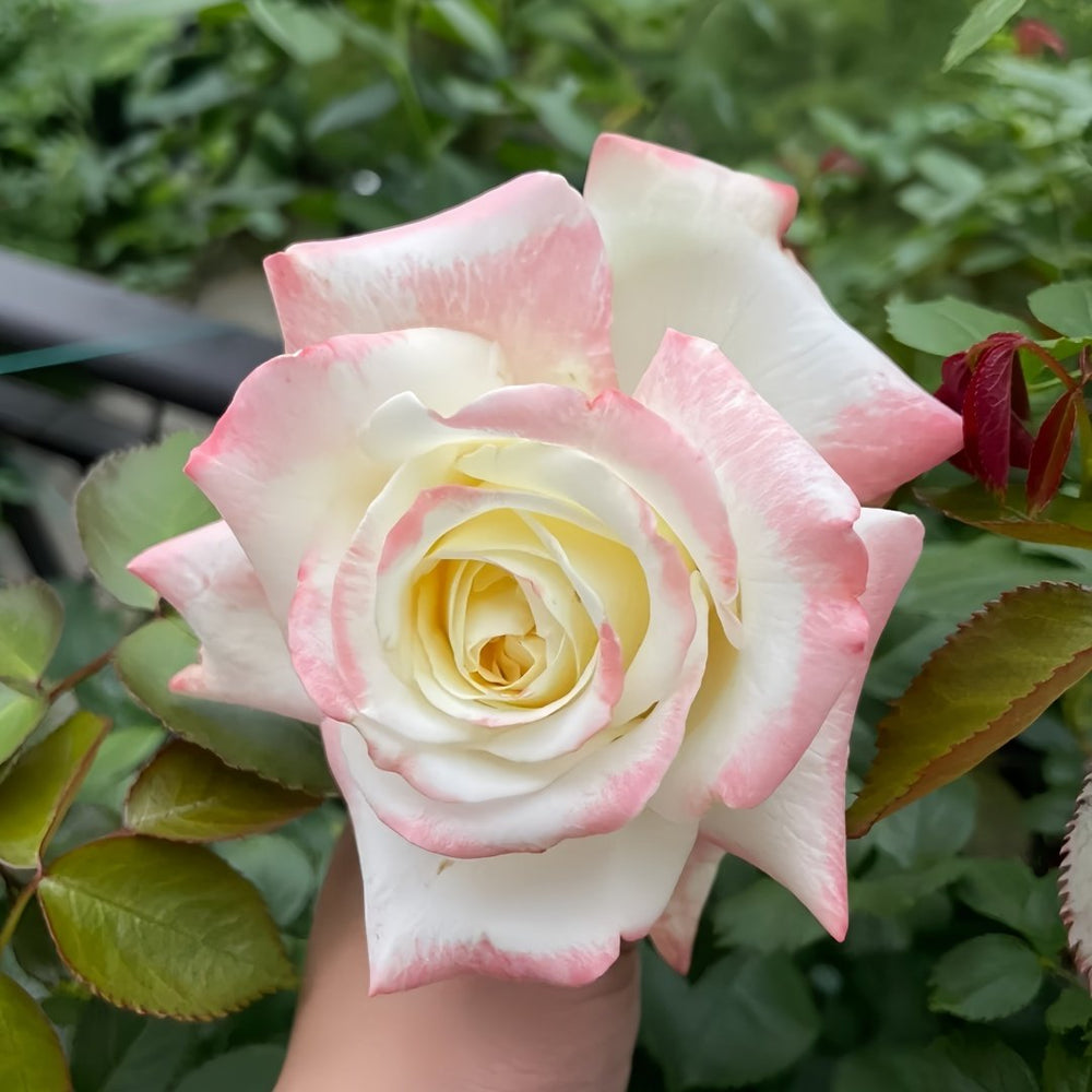 Athena Rose Plant|雅典娜 image 7