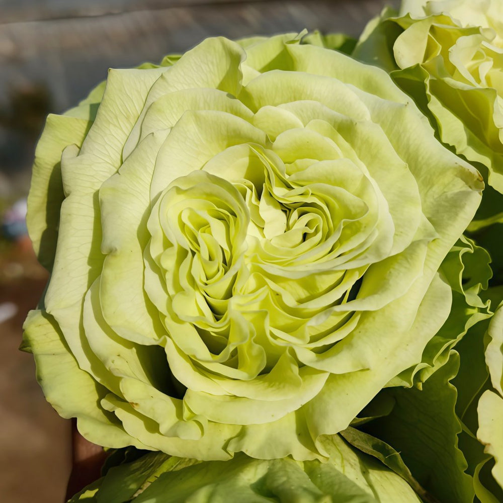 Matcha Rose Plant｜抹茶 image 5