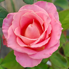 Hemosa Rose Plant ｜赫莫萨 image 3