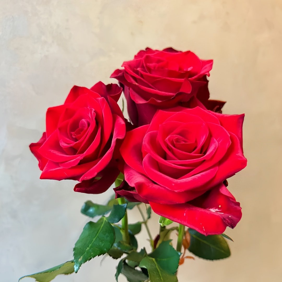 Vulcan Rose Plant｜火神 image 3