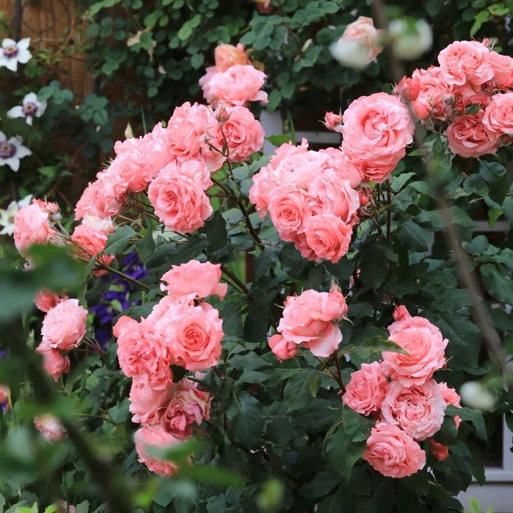 Corail Gelee Rose Plant｜珊瑚果冻 image 5