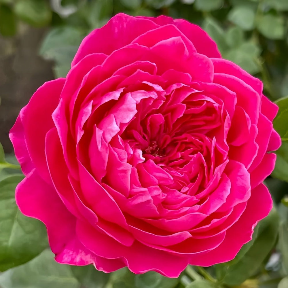 Accademia Rose Plant｜阿卡德米亚 image 1