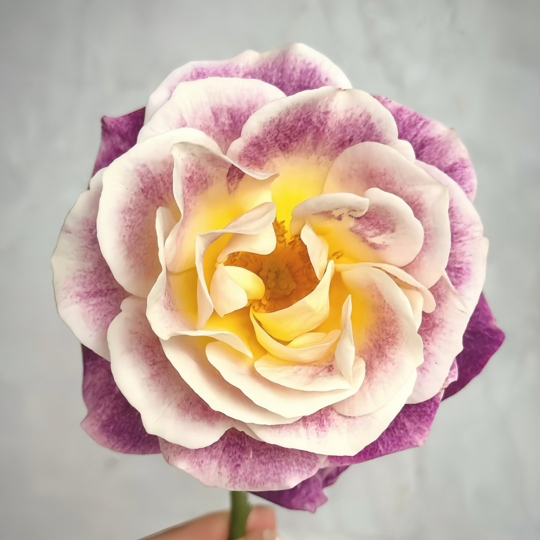 Diablesse de Mers Rose Plant|恶魔的海洋 image 2